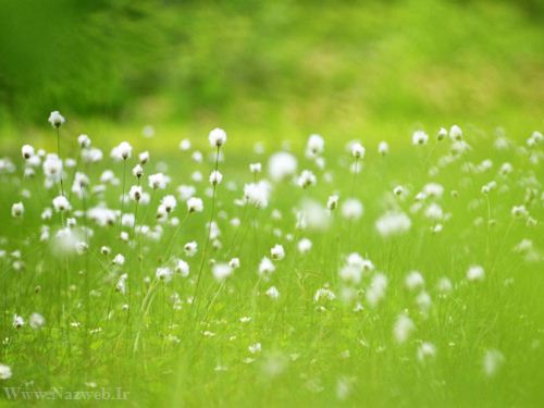 عکس های زیبای بهاری و عشق آفرین