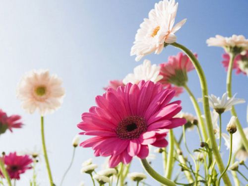 عکس های زیبای بهاری و عشق آفرین