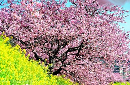 عکس های زیبای بهاری و عشق آفرین