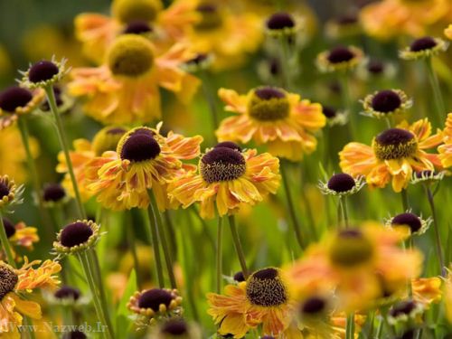 عکس های زیبای بهاری و عشق آفرین