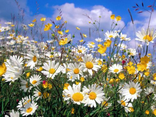 عکس های زیبای بهاری و عشق آفرین