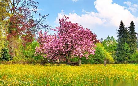 عکس های زیبای بهاری و عشق آفرین