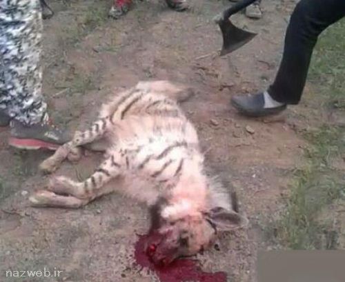 عکس و فیلم جنجالی شکنجه بی رحمانه شغال در ایران