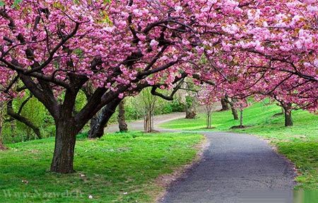 عکس های زیبای بهاری و عشق آفرین