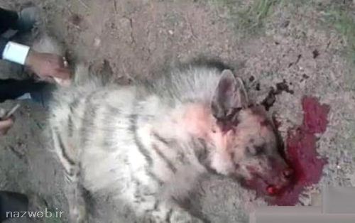 عکس و فیلم جنجالی شکنجه بی رحمانه شغال در ایران