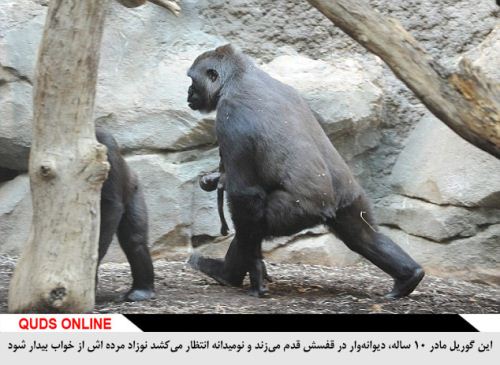 عکس های دلخراش مادری که نمی تواند نوزاد مرده اش را دفن کند