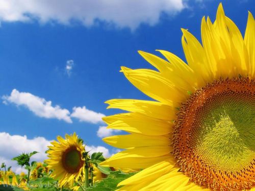 عکس های زیبای بهاری و عشق آفرین