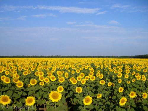 عکس های زیبای بهاری و عشق آفرین
