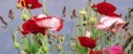 عکس های زیبای بهاری و عشق آفرین