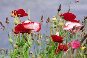 عکس های زیبای بهاری و عشق آفرین عکس های زیبای بهاری و عشق آفرین
