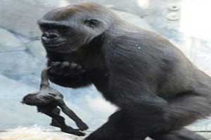 عکس های دلخراش مادری که نمی تواند نوزاد مرده اش را دفن کند