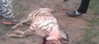 عکس و فیلم جنجالی شکنجه بی رحمانه شغال در ایران
