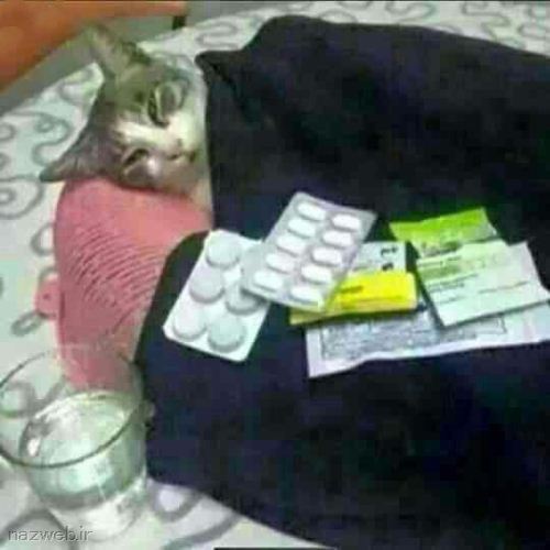 عکس های خنده دار و دیدنی با موضوعات بی ادبی