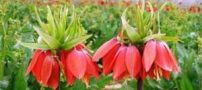 عکس های زیبا از دشت لاله های واژگون بهشت ایران