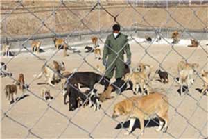 جزئیات جنجالی سگ سوزی در تهران جزئیات جنجالی سگ سوزی در تهران