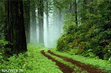 ترین پارک جنگلی گیسوم استان گیلان (تصاویر)