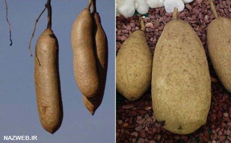 دنیای عکس های خنده دار خیارهای گمنام
