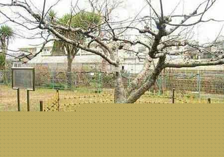 عکس های دیدنی درخت نیوتن