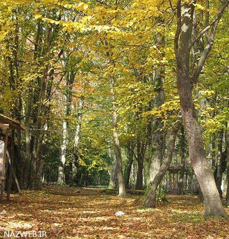 ترین پارک جنگلی گیسوم استان گیلان (تصاویر)