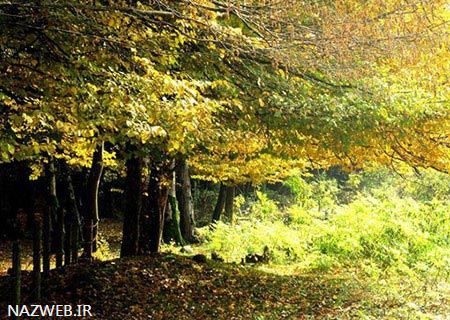 ترین پارک جنگلی گیسوم استان گیلان (تصاویر)