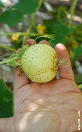 دنیای عکس های خنده دار خیارهای گمنام