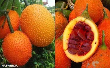 دنیای عکس های خنده دار خیارهای گمنام