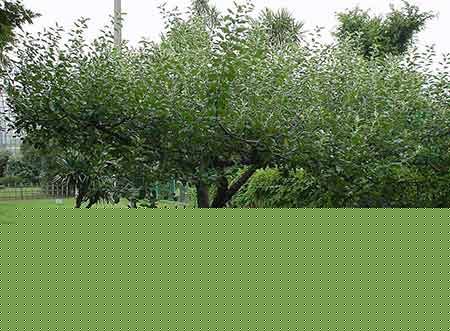 عکس های دیدنی درخت نیوتن