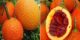 دنیای عکس های خنده دار خیارهای گمنام
