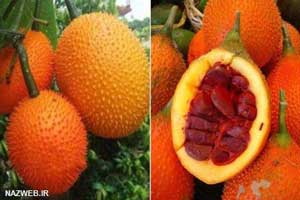 دنیای عکس های خنده دار خیارهای گمنام دنیای عکس های خنده دار خیارهای گمنام