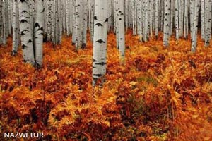 زیباترین جنگل نقره ای جهان (عکس)