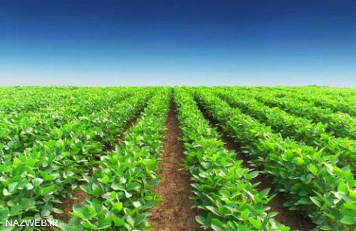 کره زمین گنجایش چند انسان را دارد؟