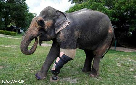 عکس های داغ و دیدنی روز (99)