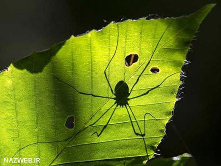 عکس های داغ و دیدنی روز (99)