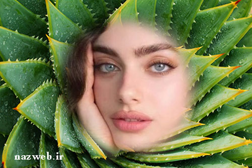 آلوئه ورا و فواید بی‌نظیر زیبایی و درمانی آن؛ راهنمای جامع کاربردها
