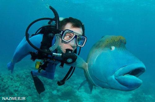 شکار لحظه های دیدنی و خنده ار