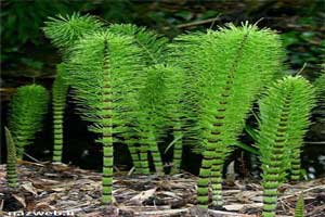 داروهای گیاهی برای بیماری آرتریت داروهای گیاهی برای بیماری آرتریت