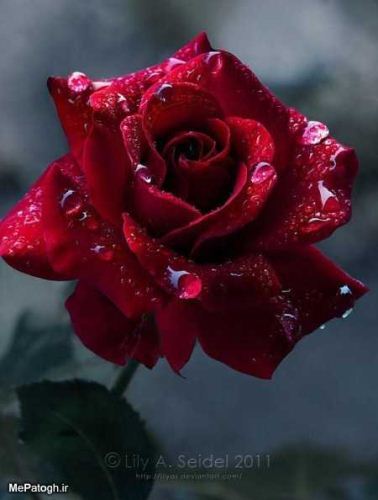 گل های ماه تولد شما