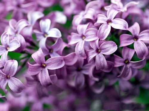 گل های ماه تولد شما