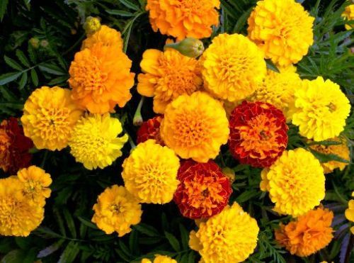 گل های ماه تولد شما