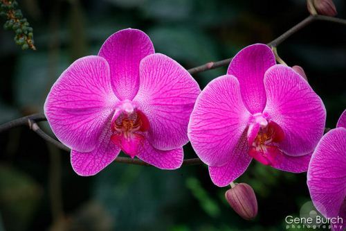 گل های ماه تولد شما