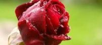 گل های ماه تولد شما