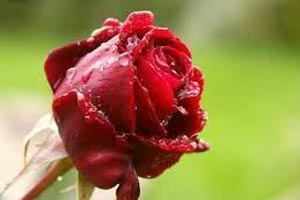 گل های ماه تولد شما