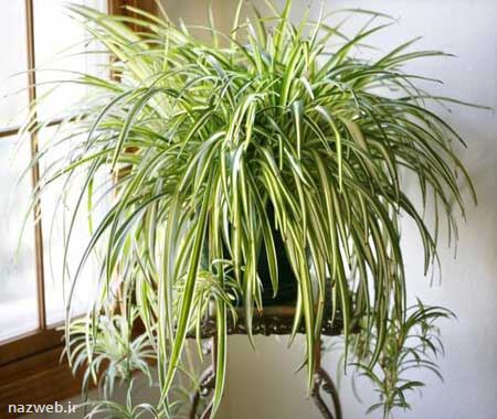 گیاهان آرام بخش برای رفع استرس در آپارتمان (عکس)