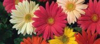 12 گیاه آپارتمانی برای کاهش استرس + عکس و خواص