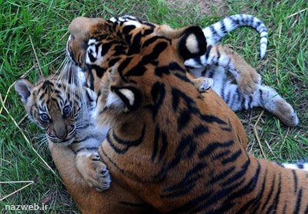عکس های دیدنی و جذاب روز (102)