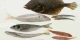 انواع ماهی های خوراکی را بشناسید