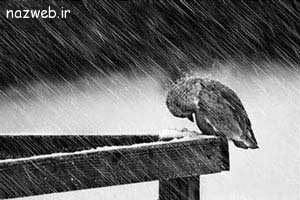 اس ام اس و متن طعنه دار اس ام اس و متن طعنه دار