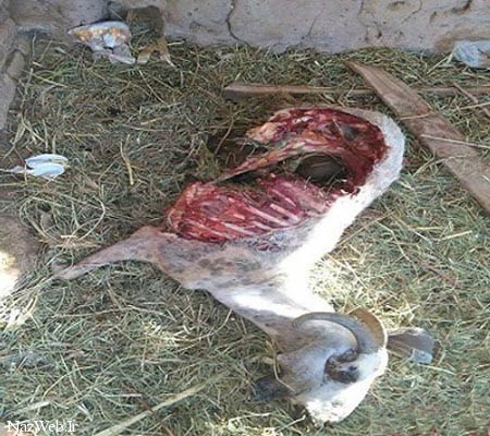حیوان ناشناخته و درنده شهداد کرمان
