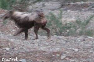 حیوان ناشناخته و درنده شهداد کرمان حیوان ناشناخته و درنده شهداد کرمان