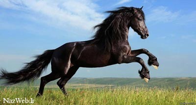 تعبیر خواب اسب